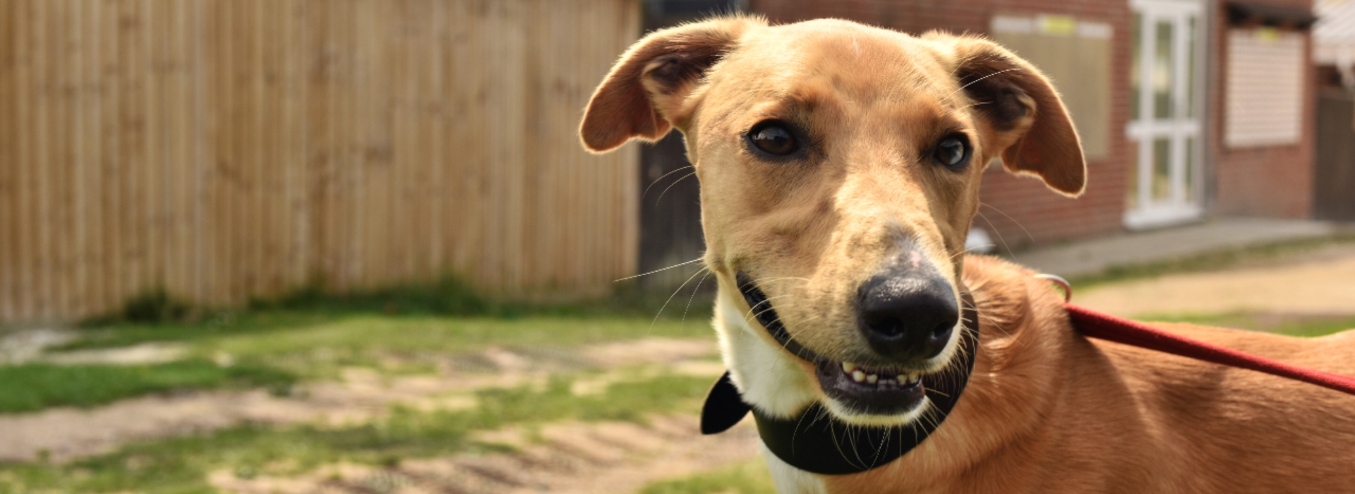 Margaret green shop animal rescue dogs